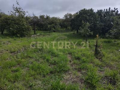 Acireale, Sicilia 95024, Italy