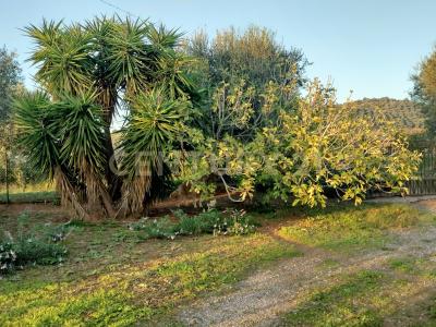 Strada Pedemontana, Capalbio, Toscana 58011, İtalya