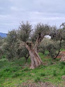 via provinca, Orbetello, Toscana 58015, Italy