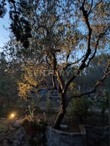 via provinca, Orbetello, Toscana 58015, Italy