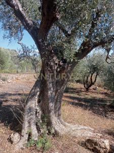 via provinca, Orbetello, Toscana 58015, Italy