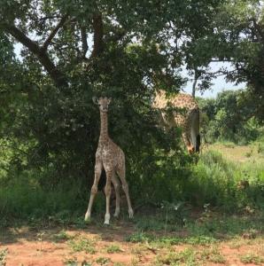 Bela Bela, Limpopo, Sudafrica