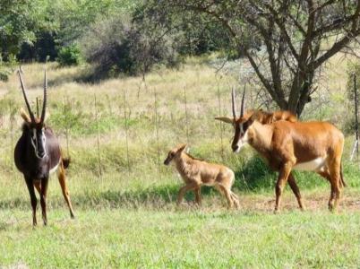 Bela Bela, Limpopo, South Africa