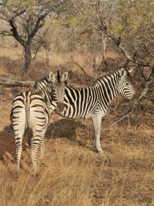 Bela Bela, Limpopo, South Africa