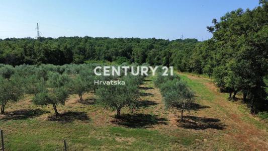 Brtonigla, Brtonigla, Istarska Županija 52474, 克羅地亞