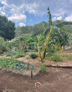 Rancho Tierra Corazon, ubicado a 10 km. sobre la carretera Teopisca- Chijilte S/N, Teopisca, Chiapas 29410, Mexico