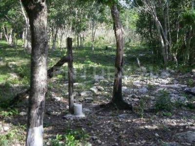 Super Manzana 160 , Cancún/Benito Juárez, Quintana Roo 77544, México