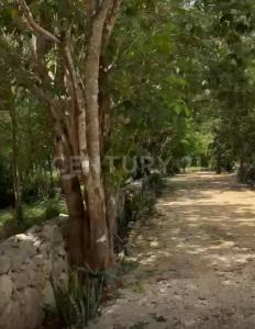Predio Rústico Tablaje catastral no. 8740, Chemax, Yucatán 97770, Meksika