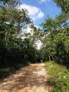 Rancho Santa Teresa SN, Tulum, Quintana Roo 77774, Mexico