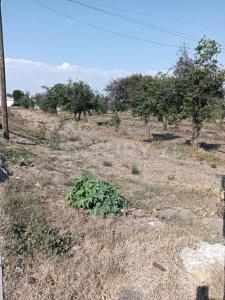 DOMINGO ARENAS 607, Tlaltenango, Puebla 72600, Mexico