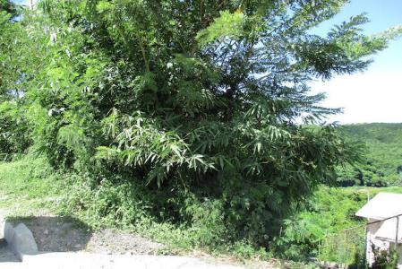 La Sagesse Plot, La Sagesse, St.david West Indies, Grenada