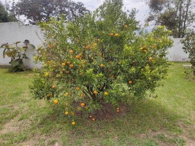 Antonio de Sierra y Manuel Garaicoa S/N, Quito, Pichincha 00001, Ecuador