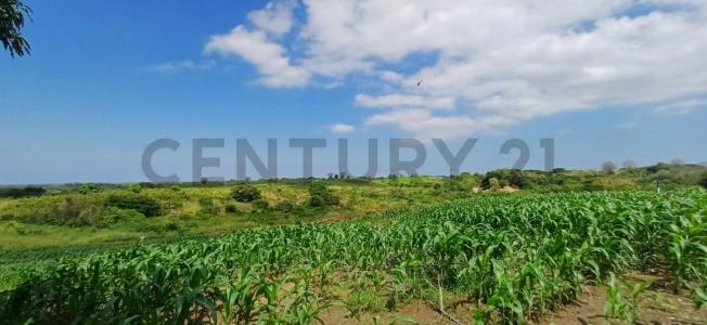 Sector Safando, Parroquia Chongon, Guayaquil, Guayas 00001, Ecuador