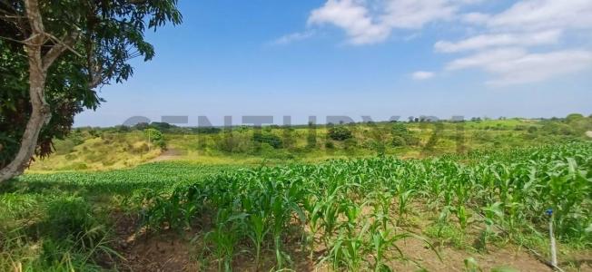 Sector Safando, Parroquia Chongon, Guayaquil, Guayas 00001, 厄瓜多尔