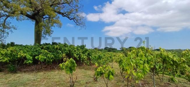 Sector Safando, Parroquia Chongon, Guayaquil, Guayas 00001, 厄瓜多尔