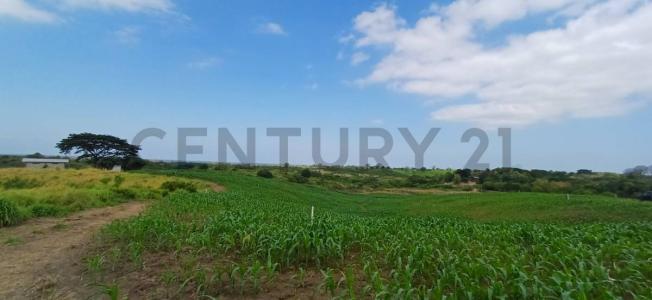 Sector Safando, Parroquia Chongon, Guayaquil, Guayas 00001, 厄瓜多尔