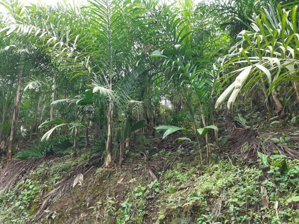 Cotachachi, Imbabura 00001, Ecuador