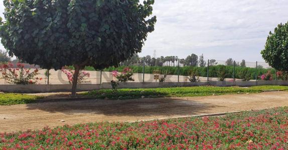 Fundo El Almendral , Ica, Ica 00001, Peru