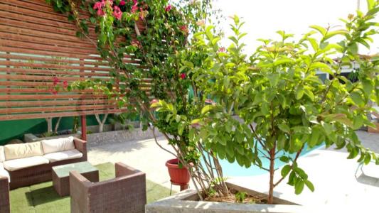 Demetrio Miranda , Pisco, Ica 00001, 秘魯