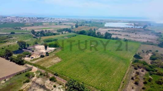 FUNDO OLIVAR , Pisco, Ica 00001, Peru