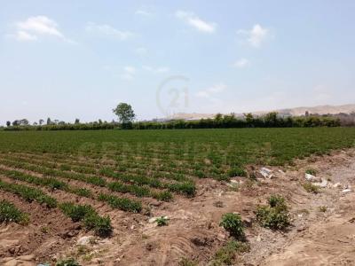 Cañete, Lima 00001, Перу