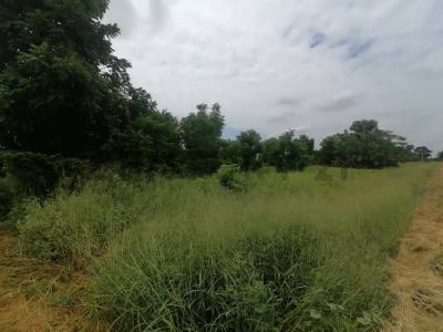 Osterwick , Loma Plata, Boquerón 00001, Paraguay