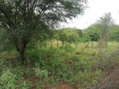 Bergfeld , Loma Plata, Boquerón 00001, Paraguay