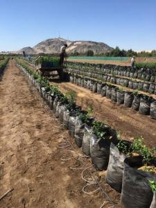 Ica, Ica 00001, Peru