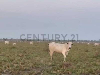 Moxos, Beni 00001, Bolivia