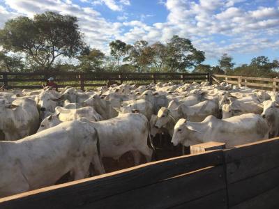 Este, Santa Cruz 0000, Bolivie