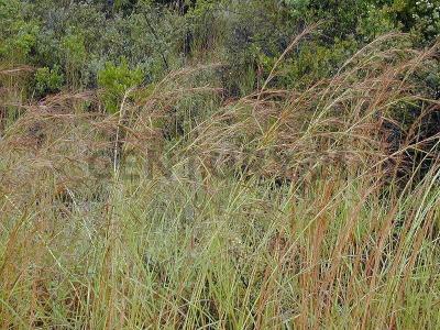 Ñuflo De Chávez, Santa Cruz 0000, Bolivia