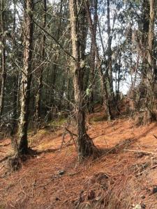 Este, Cochabamba 00001, Bolivia