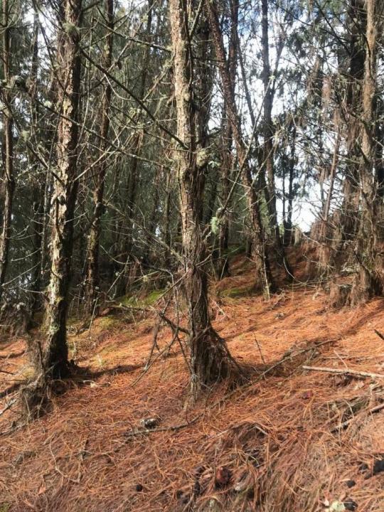 Este, Cochabamba 00001, Боливия