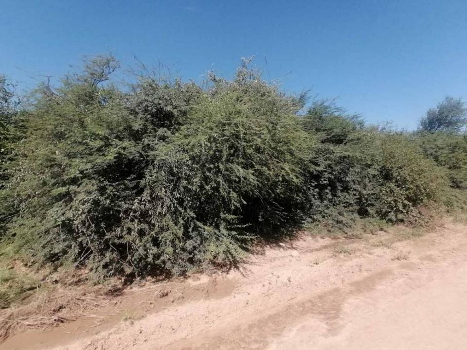 Loma Plata, Boquerón 00001, Paraguai