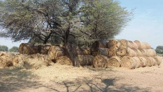 Mariscal José Félix Estigarribia, Boquerón 00001, Paraguay