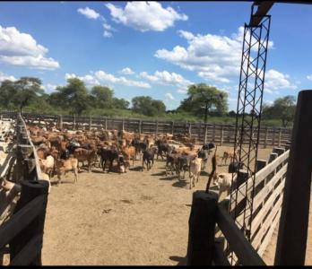 Mariscal José Félix Estigarribia, Boquerón 00001, Paraguay