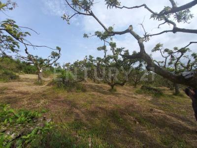 Alrededores Armenia, Quindío 633001, Colombia