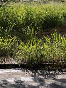 1 El Parral, Valencia, Carabobo 2001, Venezuela