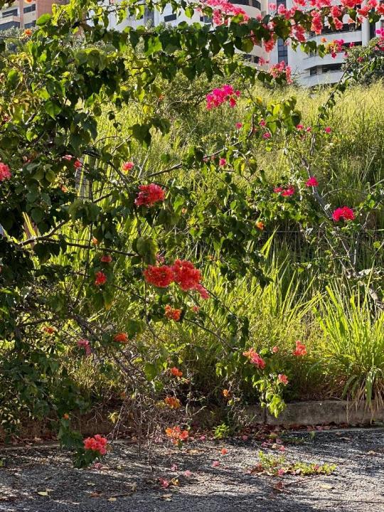 1 El Parral, Valencia, Carabobo 2001, Venezuela