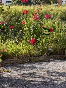 1 El Parral, Valencia, Carabobo 2001, Venezuela