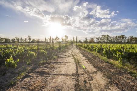 RUTA 15 KM 34 , Luján De Cuyo, Mendoza 5509, Argentina