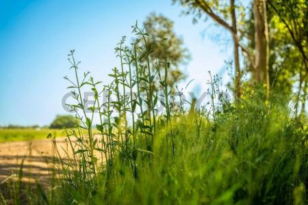 Las Dalias y Potosi , Merlo, GBA Oeste 00001, Argentina