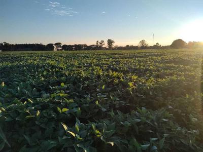 Díaz, Santa Fe 00001, ארגנטינה