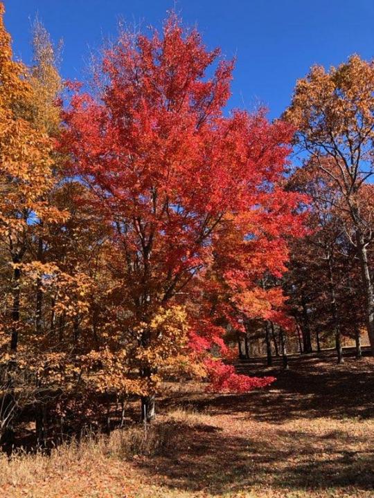 217 A Day Dream Drive, Dunlap, Tennessee 37327, États-Unis