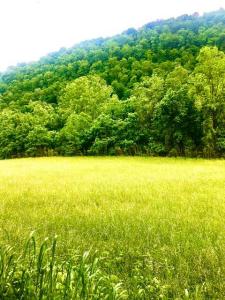 Tbd Hatfield Road, Tazewell, Tennessee 37879, USA