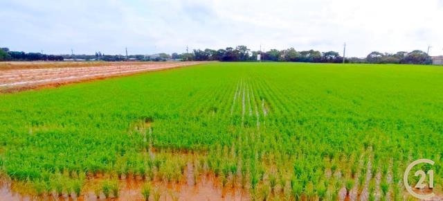 福興段員山子小段, Xinfeng Township, Hsinchu County 304, Taiwan