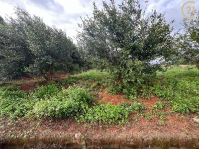 成功段, 龍潭區, تاويوان مدينة 325, تايوان