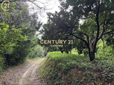 新北里竹71鄉道, 新埔鎮, 新竹縣 305, 台灣