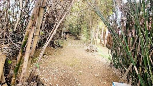 育仁段, 觀音區, تاويوان مدينة 328, تايوان