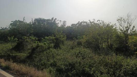 員本路, 楊梅區, Taoyuan City 326, Taiwan